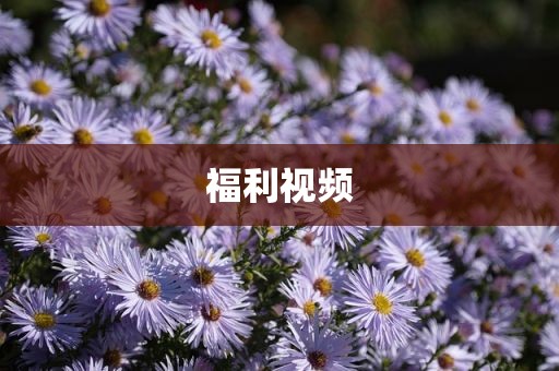 福利视频