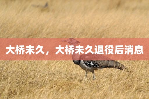 大桥未久，大桥未久退役后消息