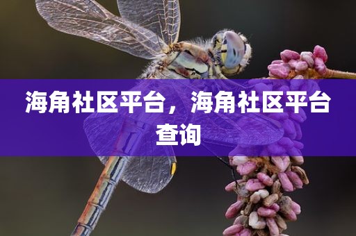 海角社区平台，海角社区平台查询