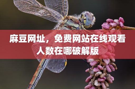 麻豆网址，免费网站在线观看人数在哪破解版