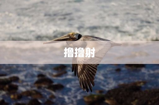 撸撸射