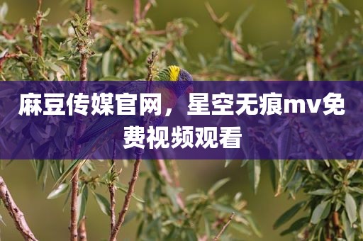 麻豆传媒官网，星空无痕mv免费视频观看