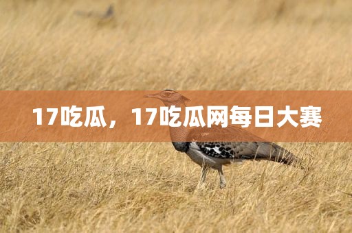 17吃瓜，17吃瓜网每日大赛