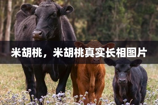 米胡桃，米胡桃真实长相图片