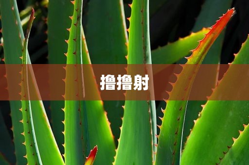 撸撸射