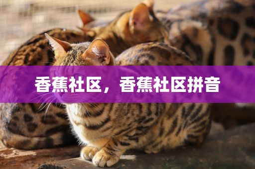香蕉社区，香蕉社区拼音