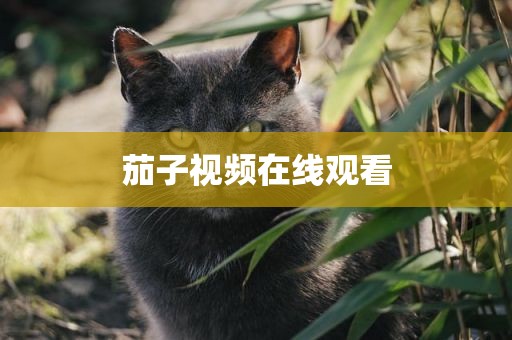 茄子视频在线观看