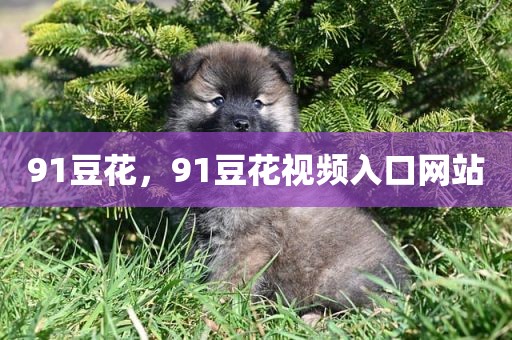 91豆花，91豆花视频入口网站