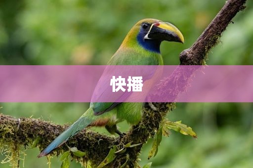 快播