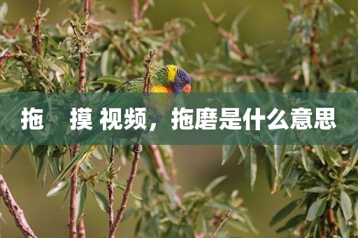 拖    摸 视频，拖磨是什么意思