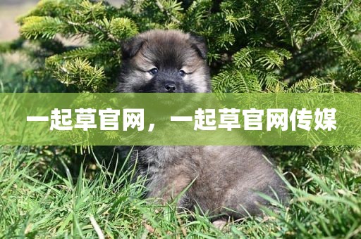 一起草官网，一起草官网传媒
