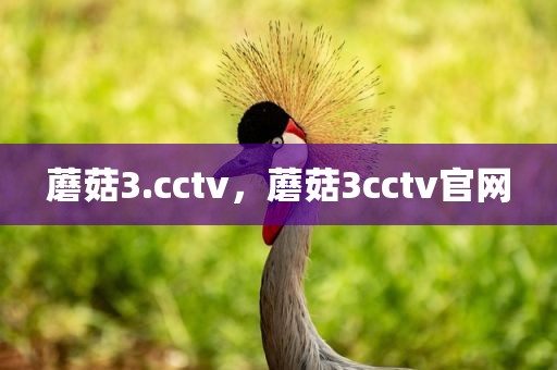 蘑菇3.cctv，蘑菇3cctv官网