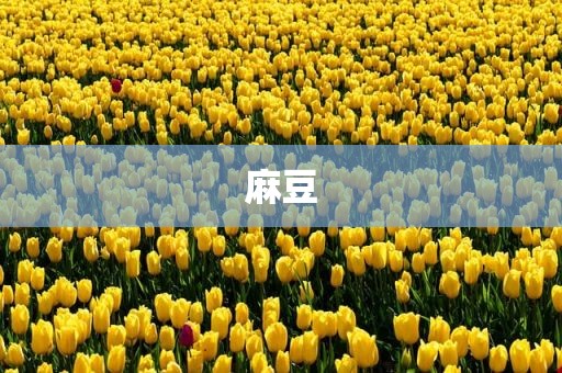 麻豆