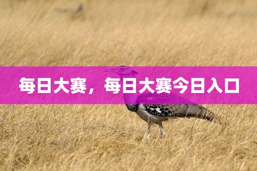 每日大赛，每日大赛今日入口