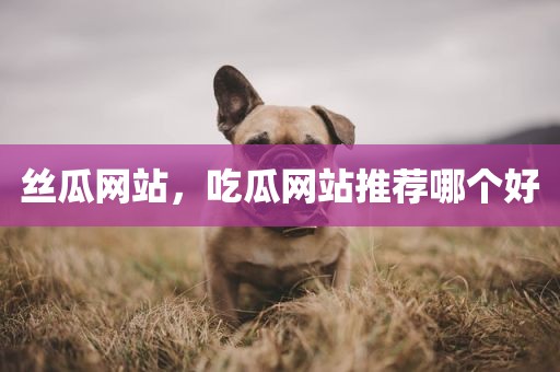 丝瓜网站，吃瓜网站推荐哪个好
