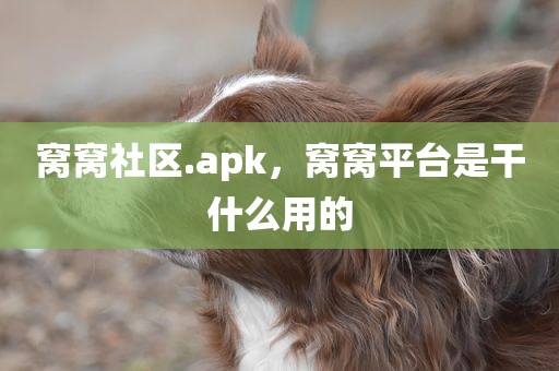 窝窝社区.apk，窝窝平台是干什么用的