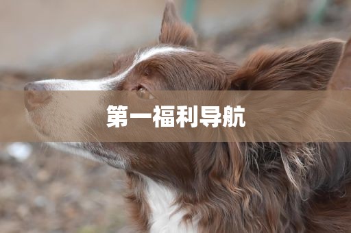 第一福利导航
