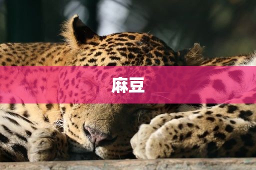 麻豆