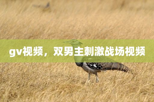 gv视频，双男主刺激战场视频