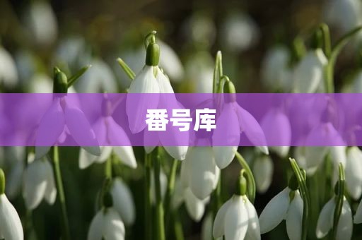 番号库
