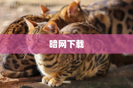 暗网下载