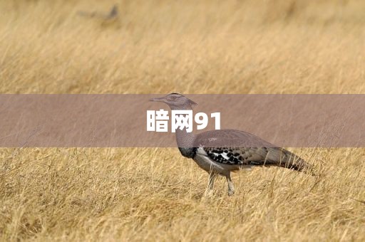 暗网91