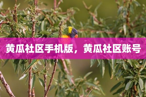黄瓜社区手机版，黄瓜社区账号