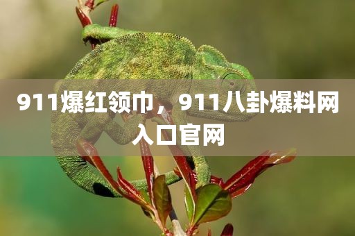 911爆红领巾，911八卦爆料网入口官网