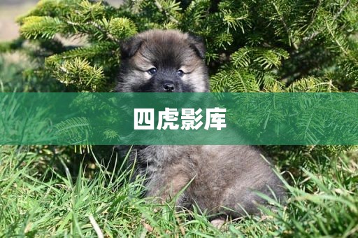 四虎影库
