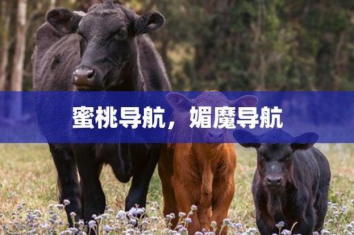 蜜桃导航，媚魔导航