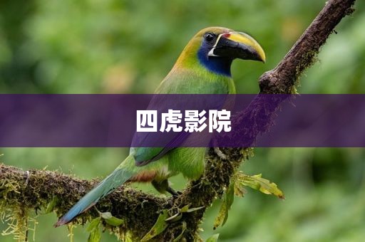 四虎影院