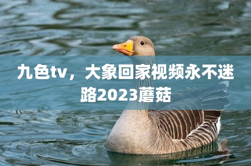 九色tv，大象回家视频永不迷路2023蘑菇