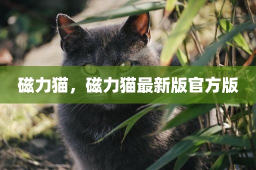 磁力猫，磁力猫最新版官方版