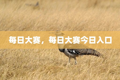 每日大赛，每日大赛今日入口