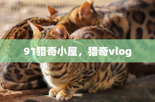 91猎奇小屋，猎奇vlog