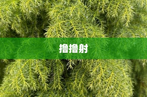 撸撸射