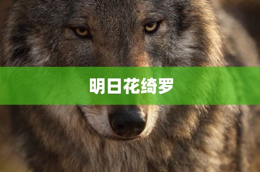 明日花绮罗