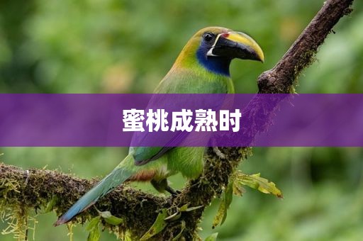 蜜桃成熟时