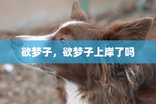 欲梦子，欲梦子上岸了吗