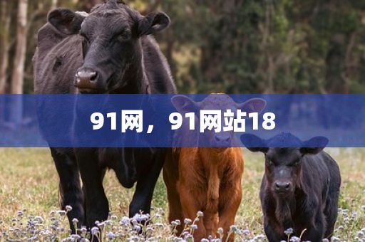 91网，91网站18