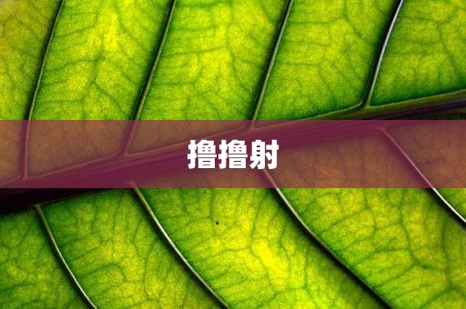 撸撸射