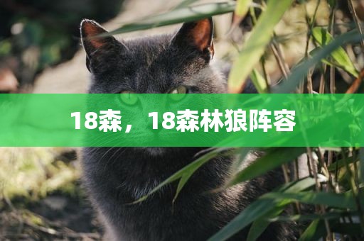 18森，18森林狼阵容