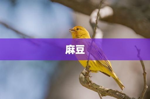 麻豆