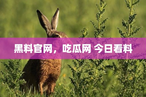 黑料官网，吃瓜网 今日看料