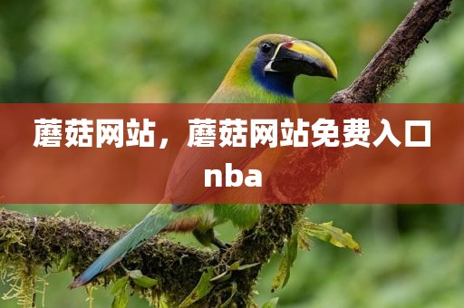 蘑菇网站，蘑菇网站免费入口nba