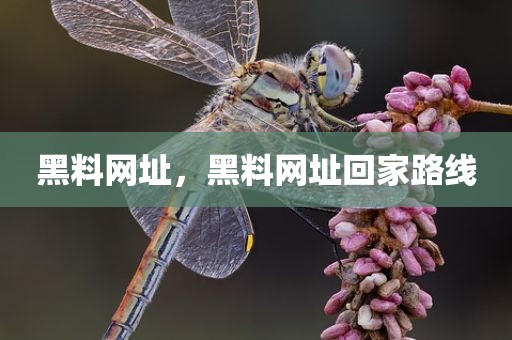 黑料网址，黑料网址回家路线