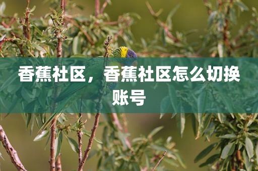 香蕉社区，香蕉社区怎么切换账号