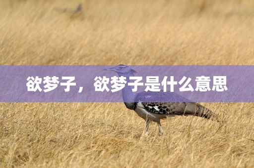 欲梦子，欲梦子是什么意思