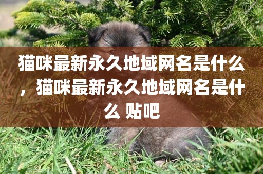 猫咪最新永久地域网名是什么，猫咪最新永久地域网名是什么 贴吧