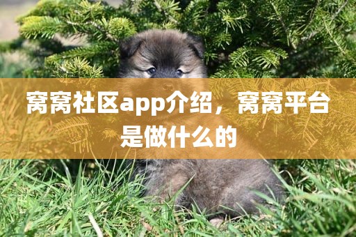 窝窝社区app介绍，窝窝平台是做什么的